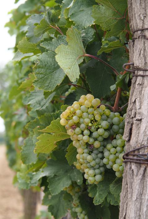 green Grapevines agriculture
