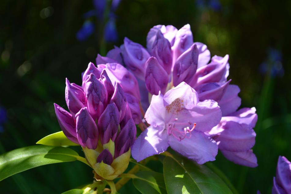 magnificent garden spring flowers