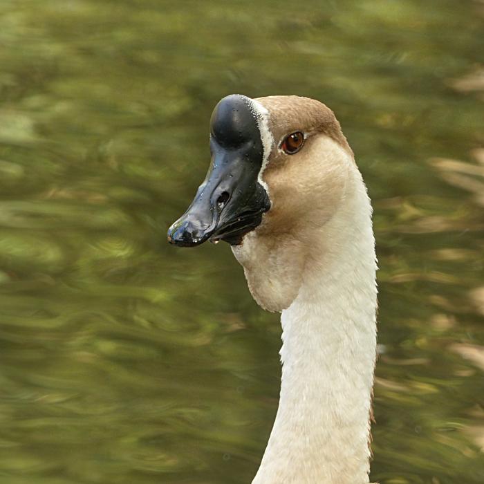 Animal Goose HÃ¶cker