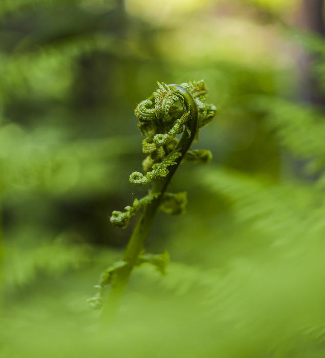 Young Fern Sprouts