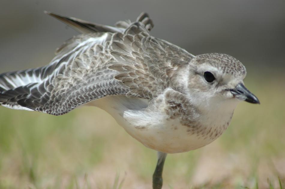 Dotterel New Zealand