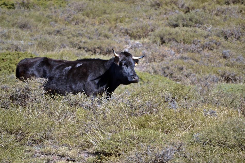 Granada Monachil Cow in nature