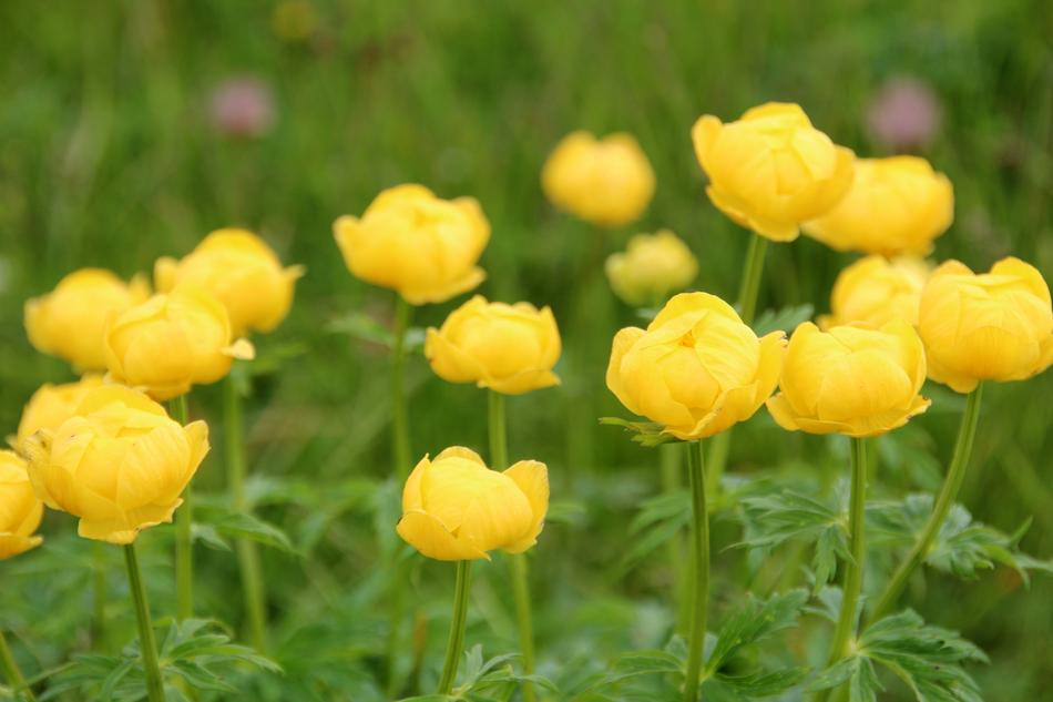 yellow blossom buds