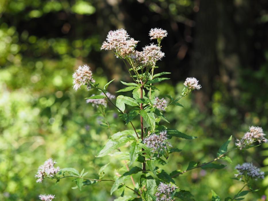Flower Forest Romance