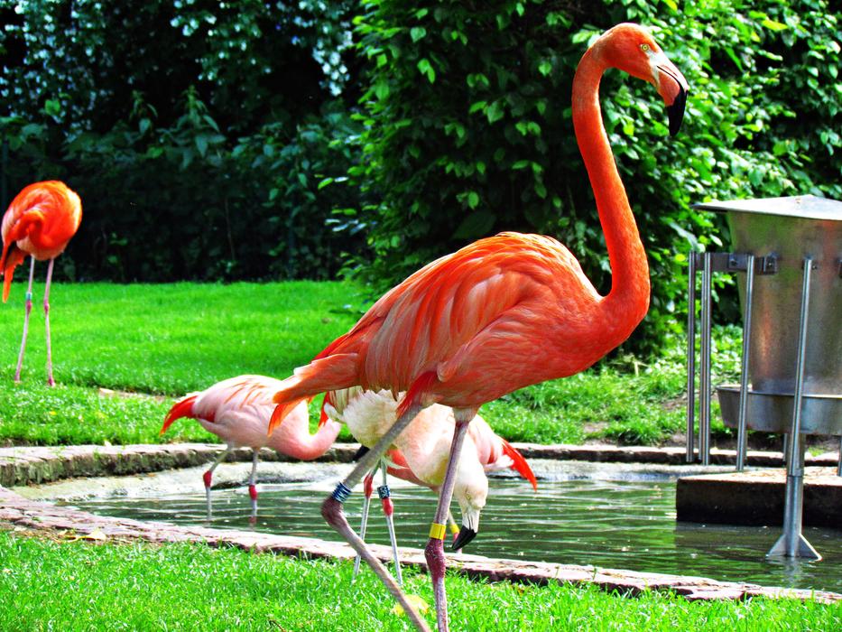 Flaming Bird at Zoo