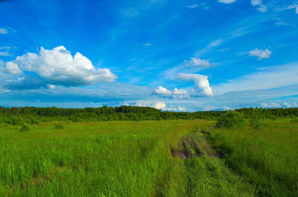 Field Meadow Green