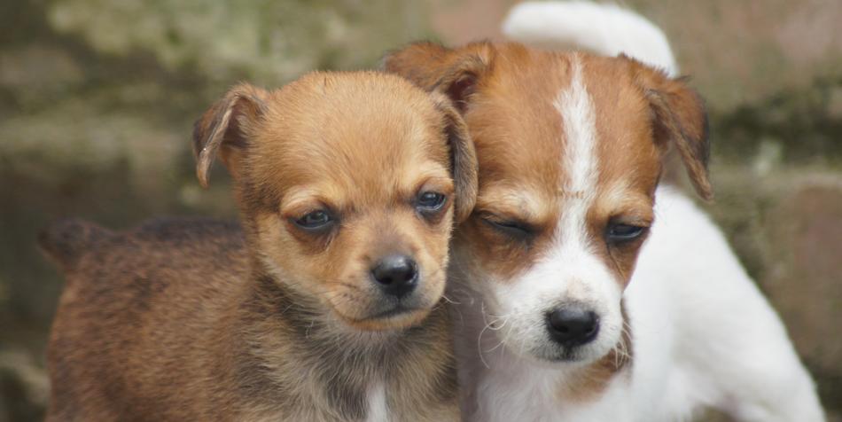 little puppies in Armenia