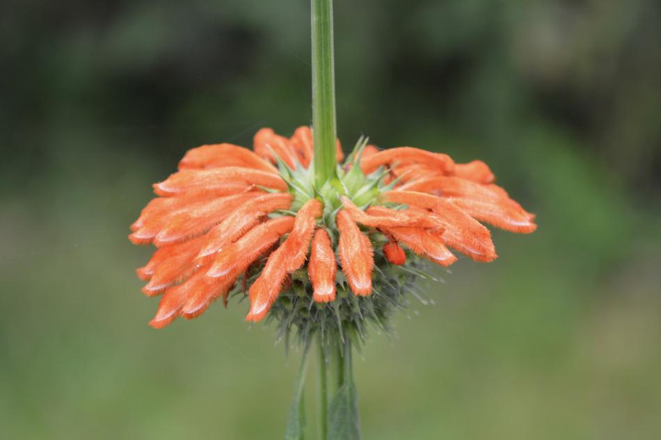 Flower Pompom Orange