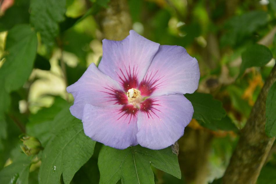 unusual flower close up