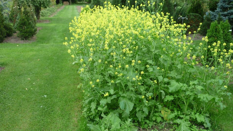 green bush in a field with yellow flowers landscape