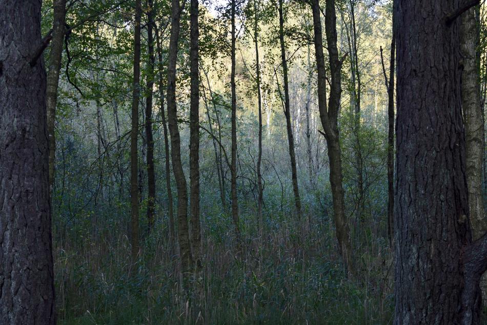 Sweden Forest view