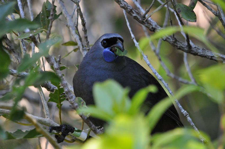 Kokako Bird New