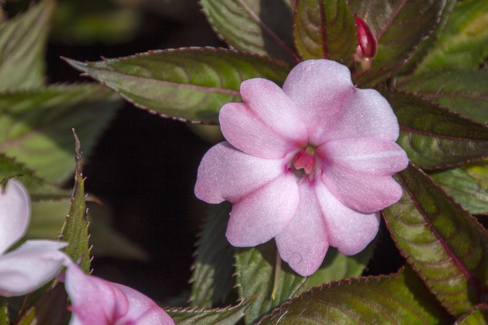 a little flower in green leaves