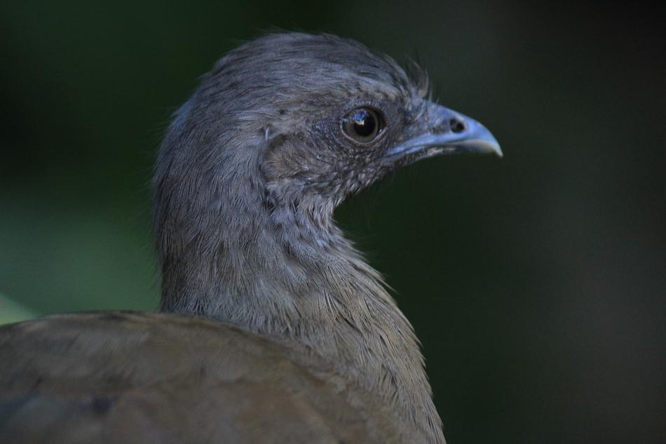chachalaca bird profile