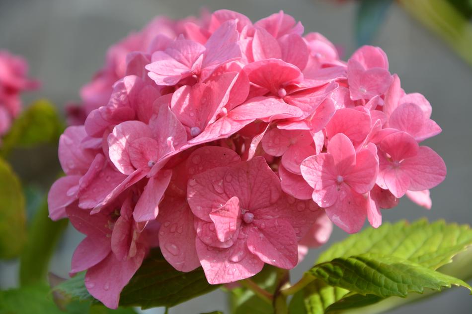 pink Flowers Plant in the garden