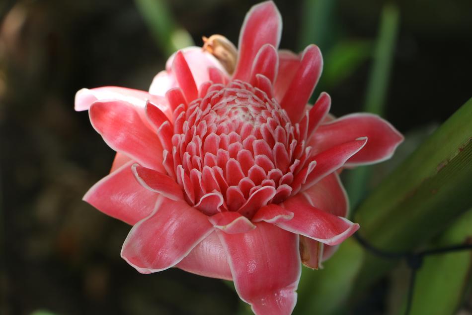 closeup photo of the Pink Flowers