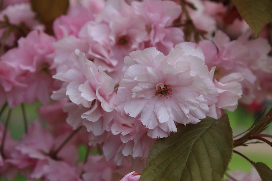 Cherry Blossom in Springtime