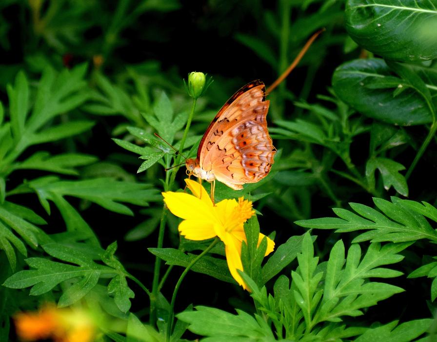bright butterfly in the botanical garden
