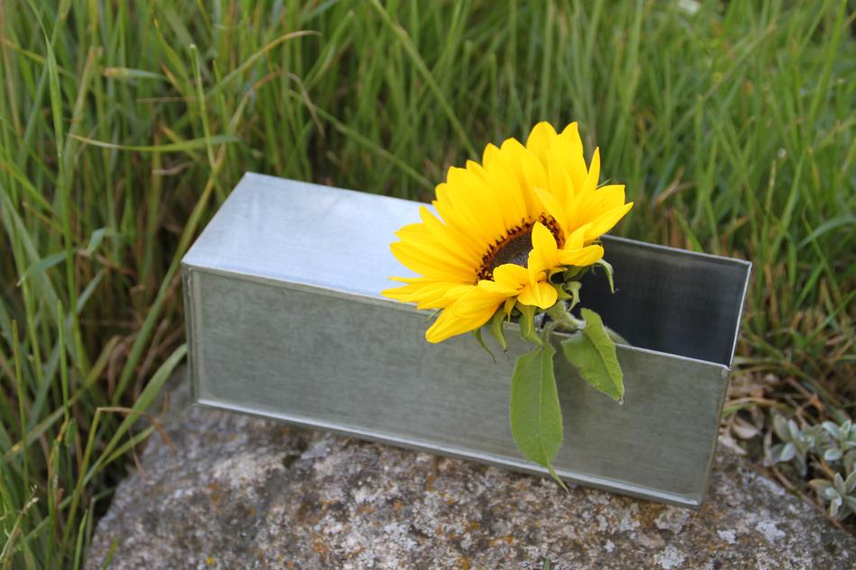a yellow flower in an iron box in the green grass.