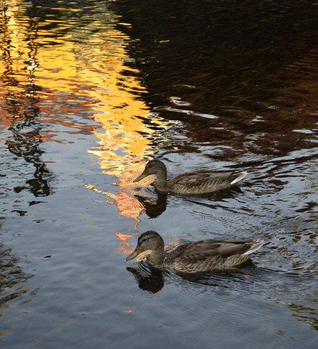 Duck Lake Water