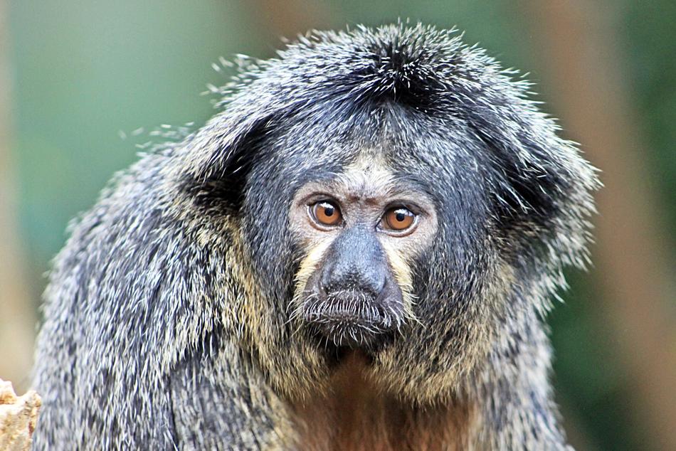 Monkey Portrait Of Zoo