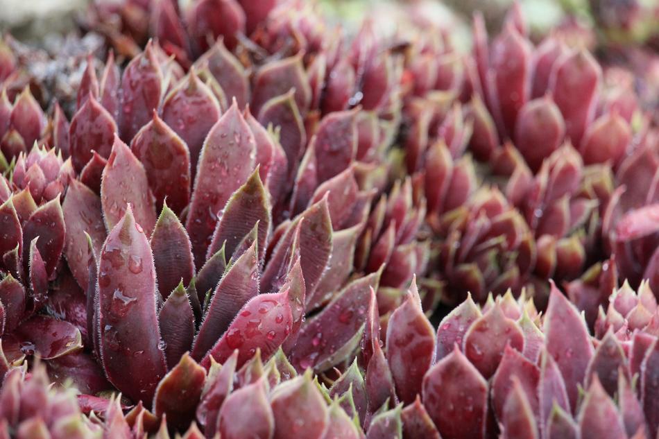 red plants landscape garden