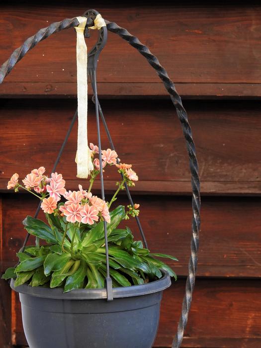 Garden Flowers Flowerpot