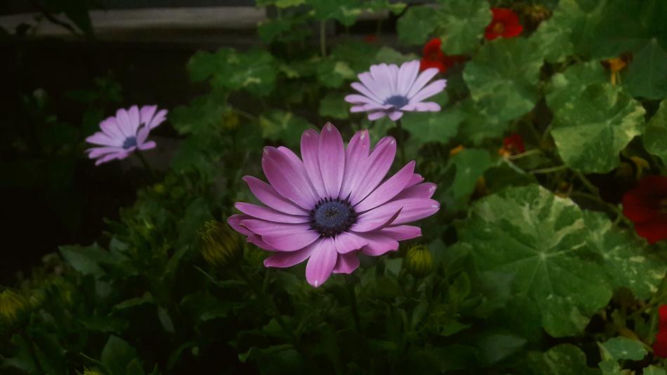 Purple Flower