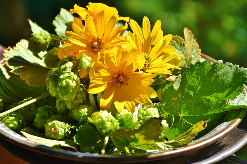 Hops Sunflower and Green leaves