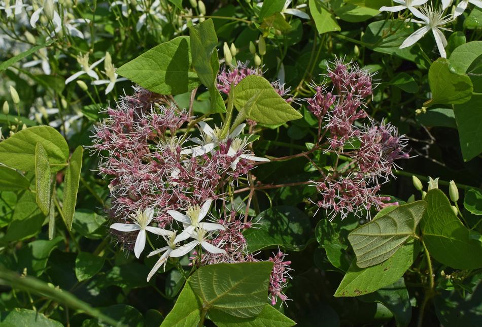 Joe-Pye Weed And Wild Clematis