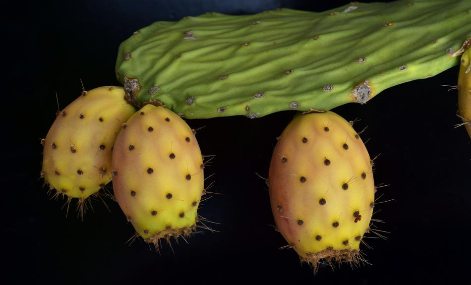 yellow cactus fruits on the foliage
