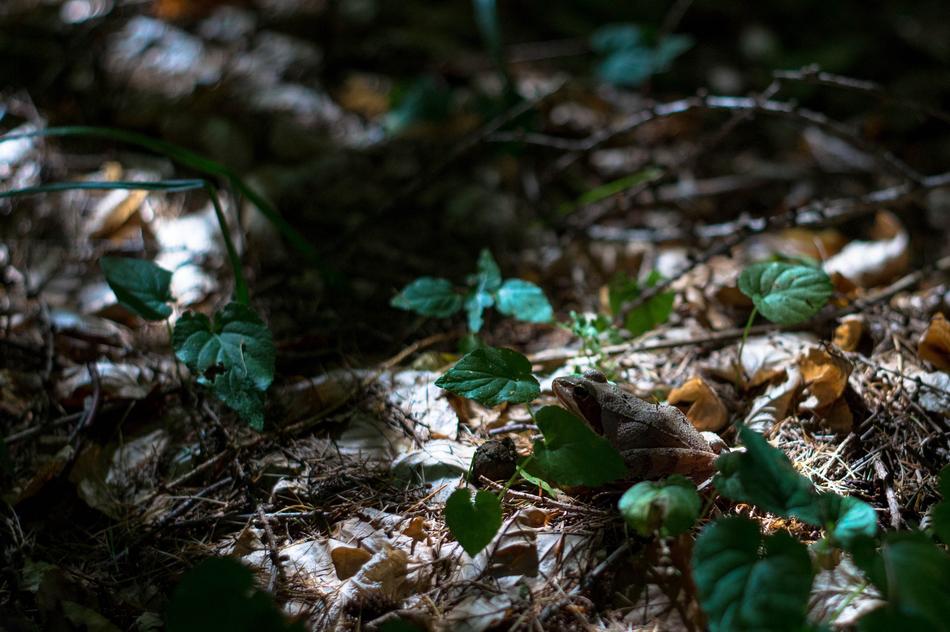Frog Nature Forest