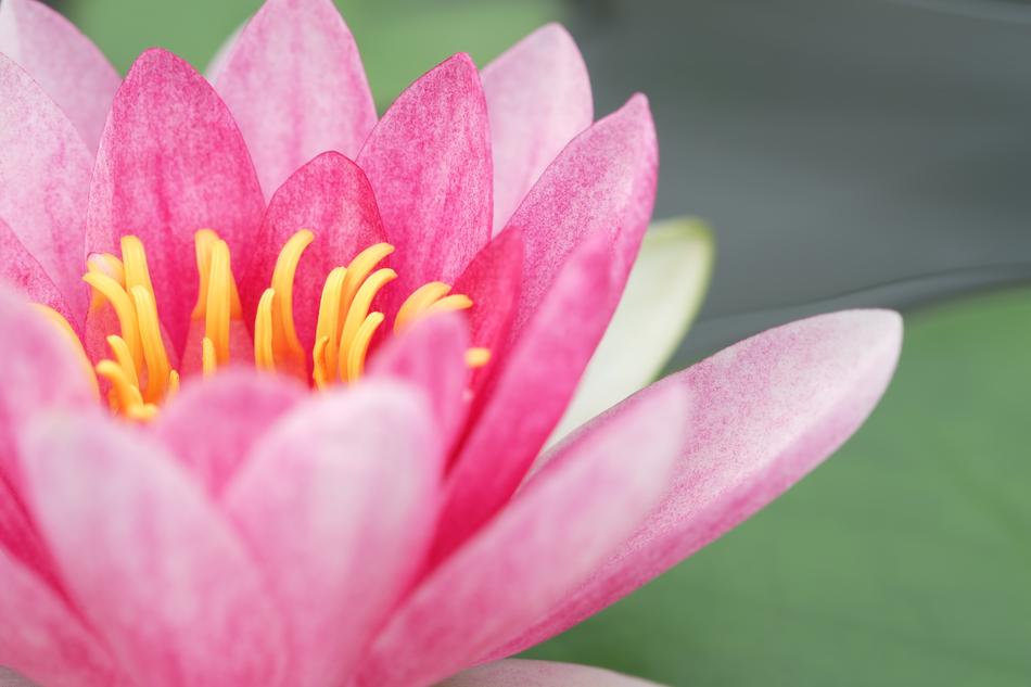 Pink Flower Nature