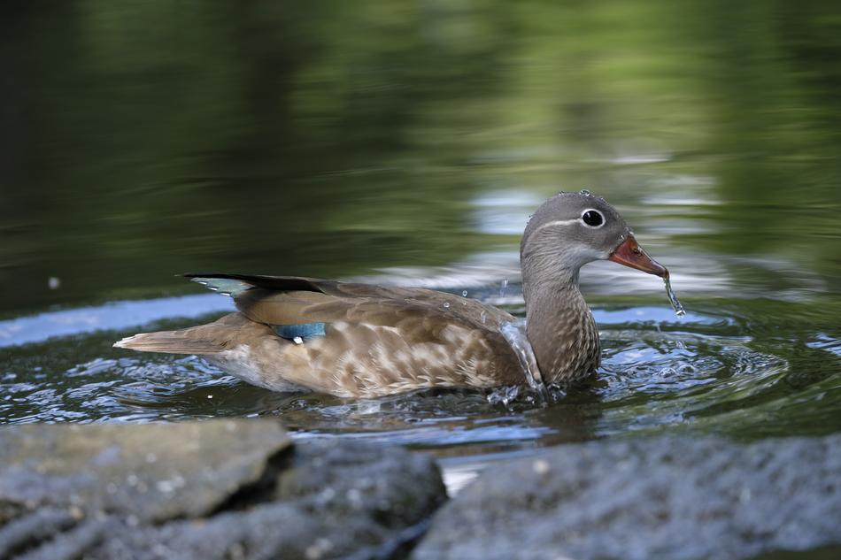 Duck Bird Water
