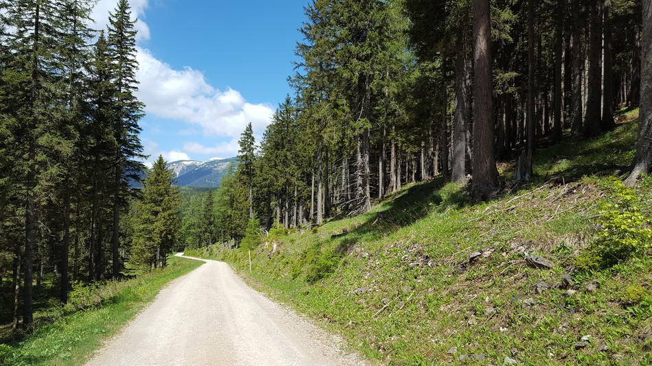 view of Forest Away Nature