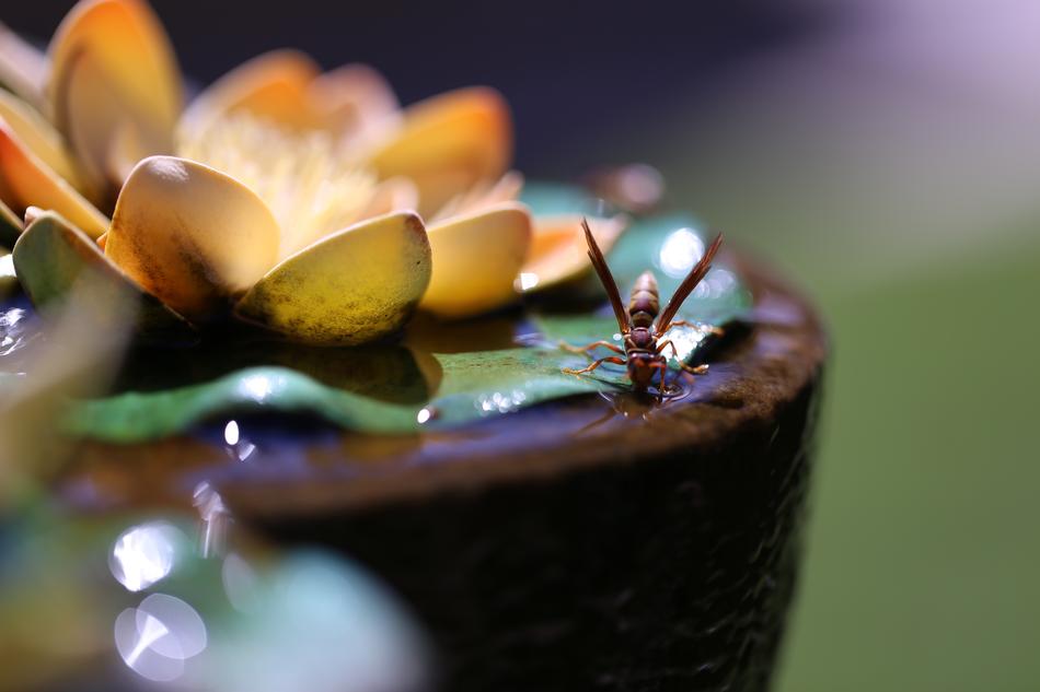 Insect Source Abstract
