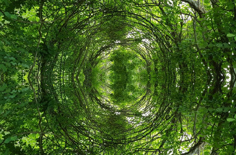 Jungle Forest Nature Cross