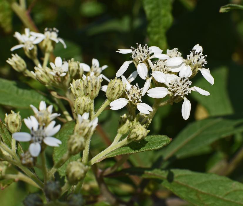 lovely little flowers