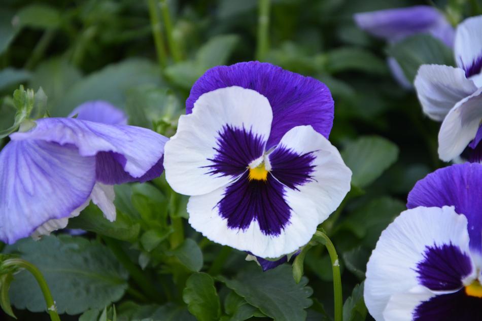 Flower Flowers Flowering Purple