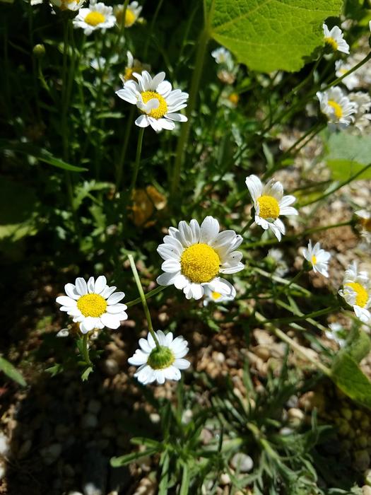 Daisies Flowers Yellow