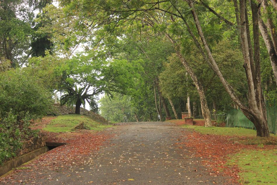 a park with leaves on the road