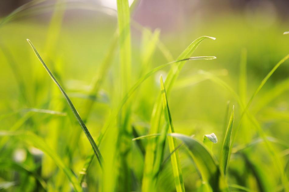 Grass Background