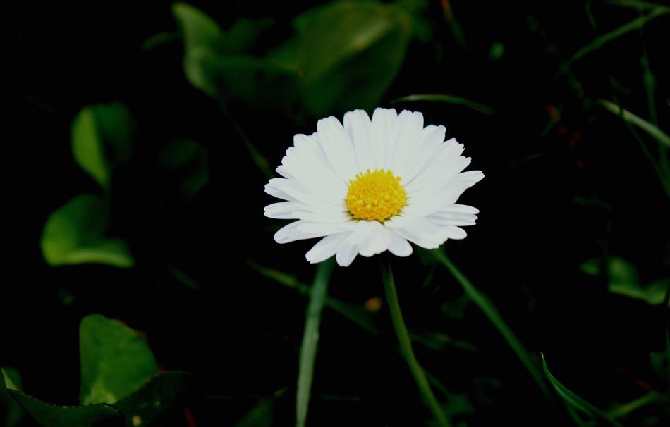 white chamomile in the field