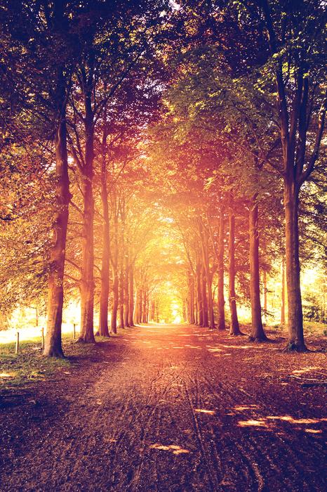 The sunlight in the forest is beautiful