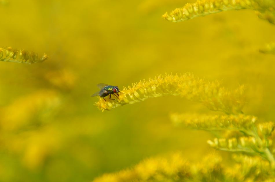 Fly Nature Insect free image download