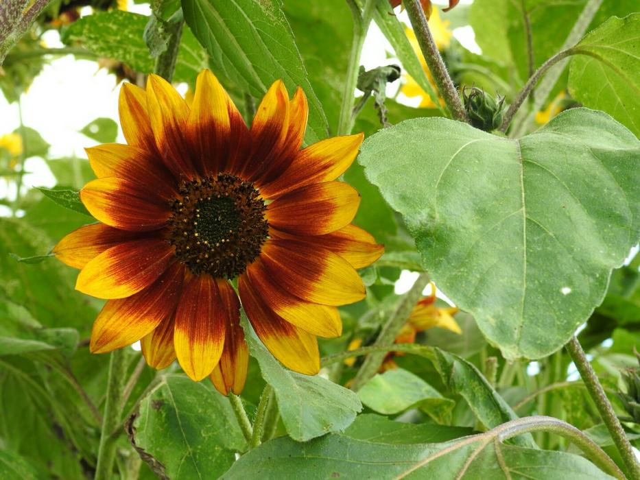 a flower in the garden in