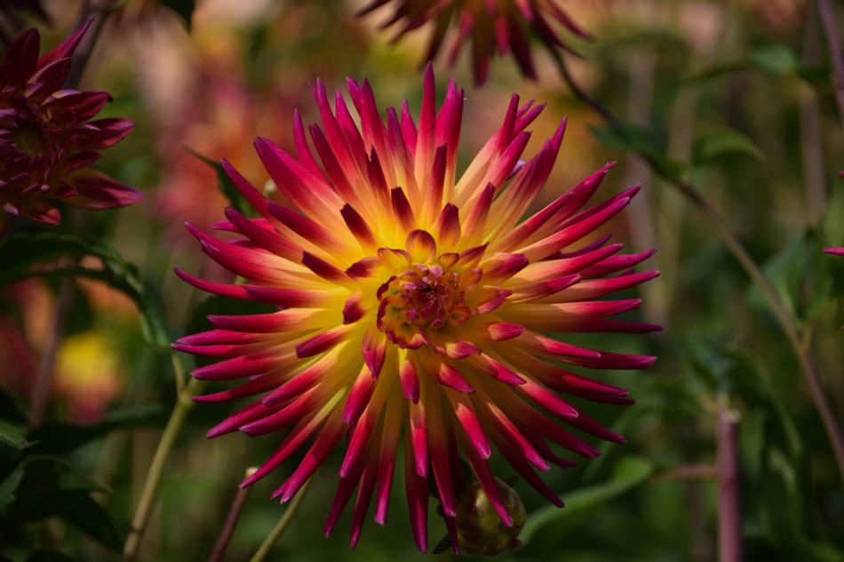 Flower Nature Beautiful