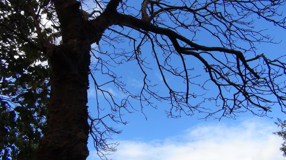 forest Tree silhouette
