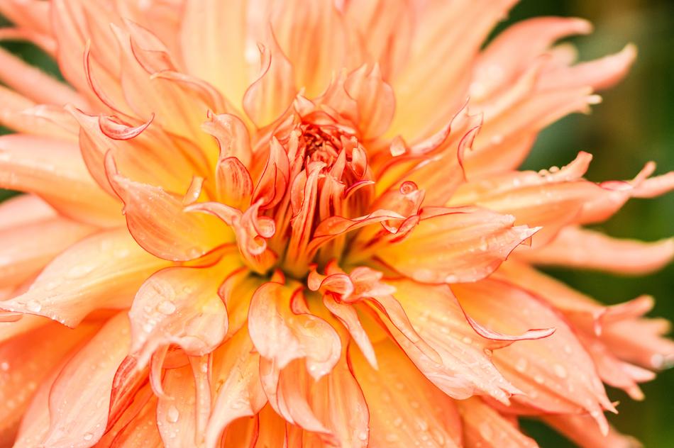 orange big bud beautiful
