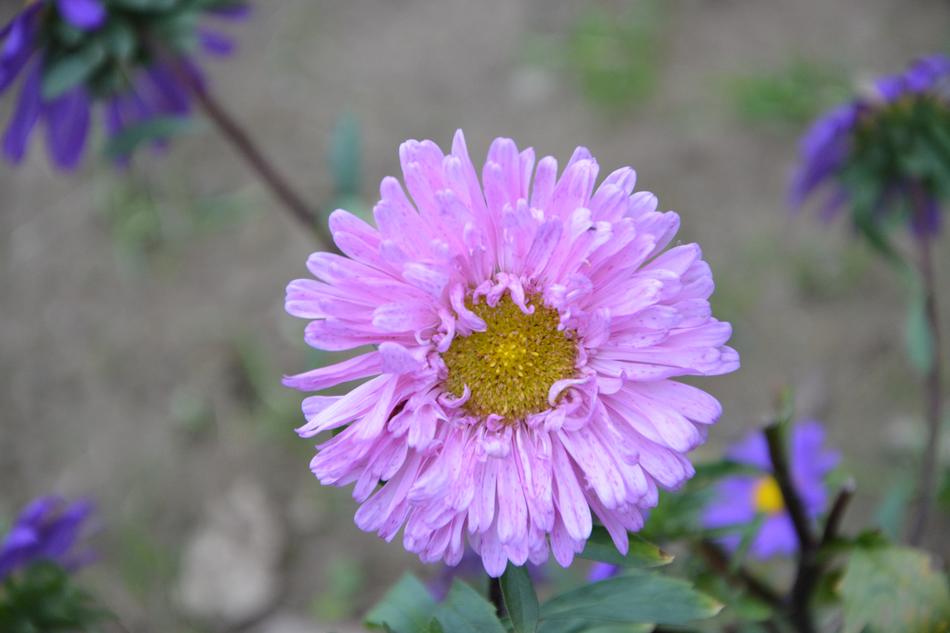 the pink flower on the branches in the field